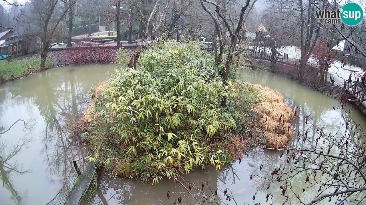 Gibbon à joues jaunes Zoo Ljubljana live cam
