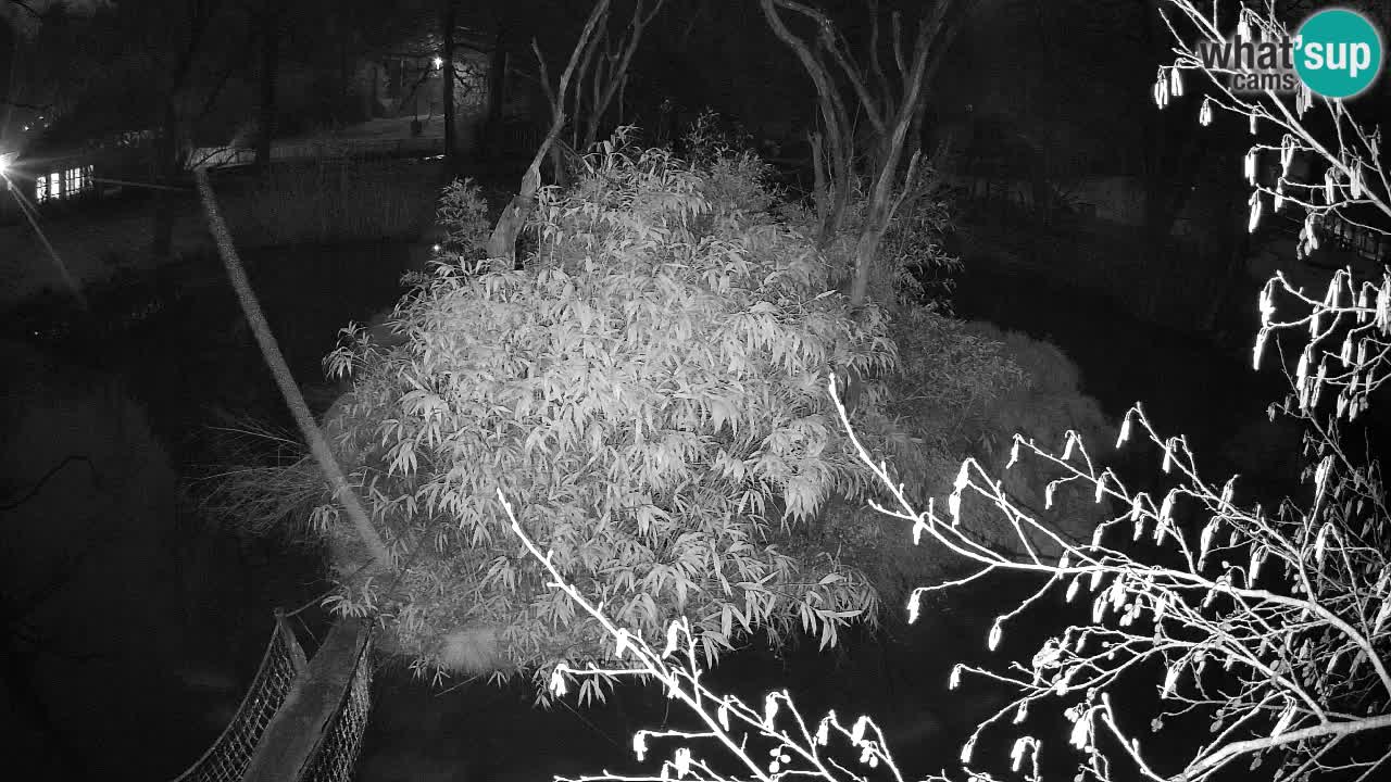 Gibón de mejillas beige Zoo Ljubljana