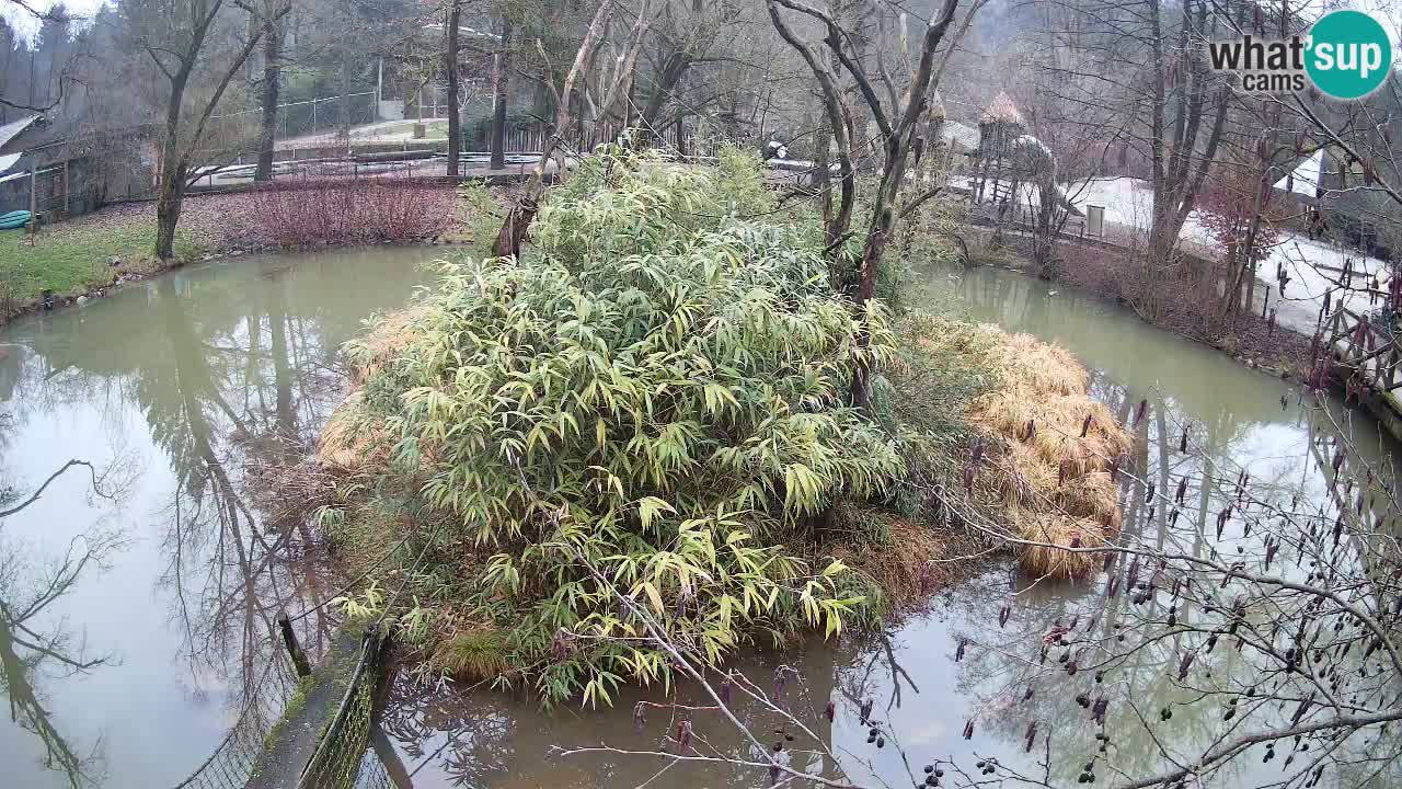 Gibón de mejillas beige Zoo Ljubljana