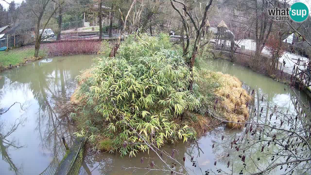 Gibón de mejillas beige Zoo Ljubljana