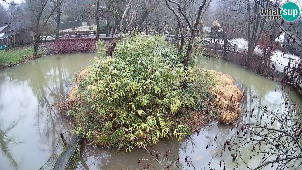 Südlicher Gelbwangen-Schopfgibbon Zoo Ljubljana webcam