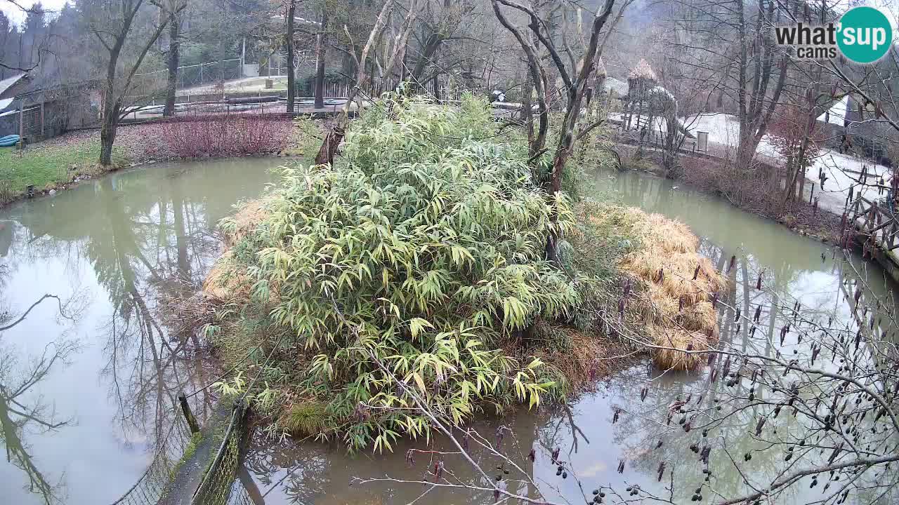 Gibbon à joues jaunes Zoo Ljubljana live cam