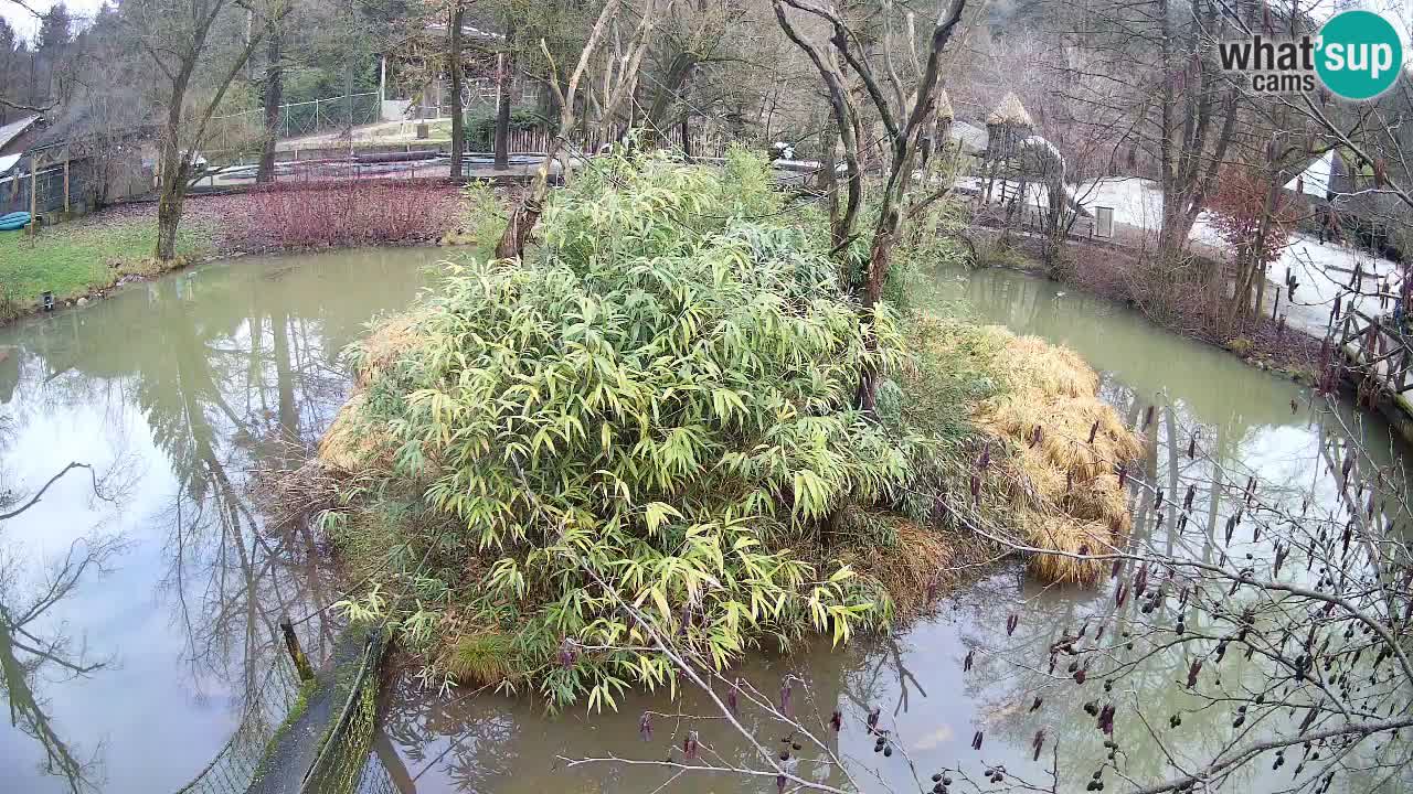 Gibon – Nomascus gabriellae – Zoo Ljubljana web kamera