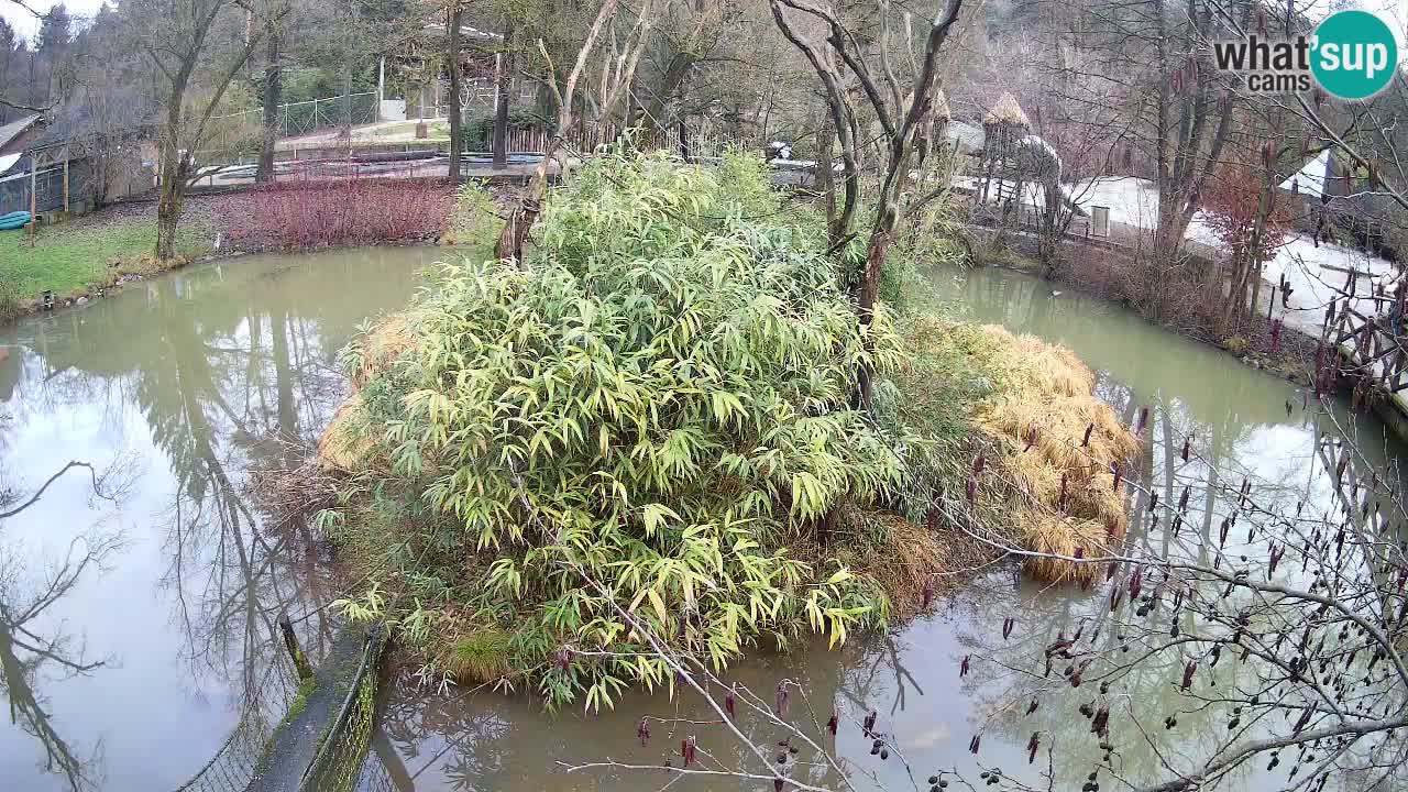 Gibón de mejillas beige Zoo Ljubljana