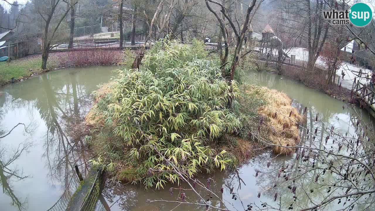 Yellow-cheeked gibbon Zoo Ljubljana livecam