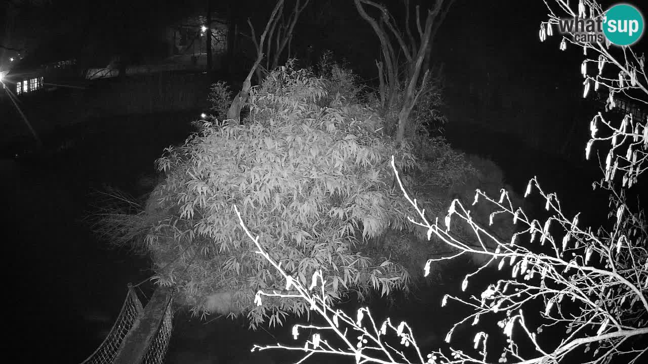 Gibbon à joues jaunes Zoo Ljubljana live cam