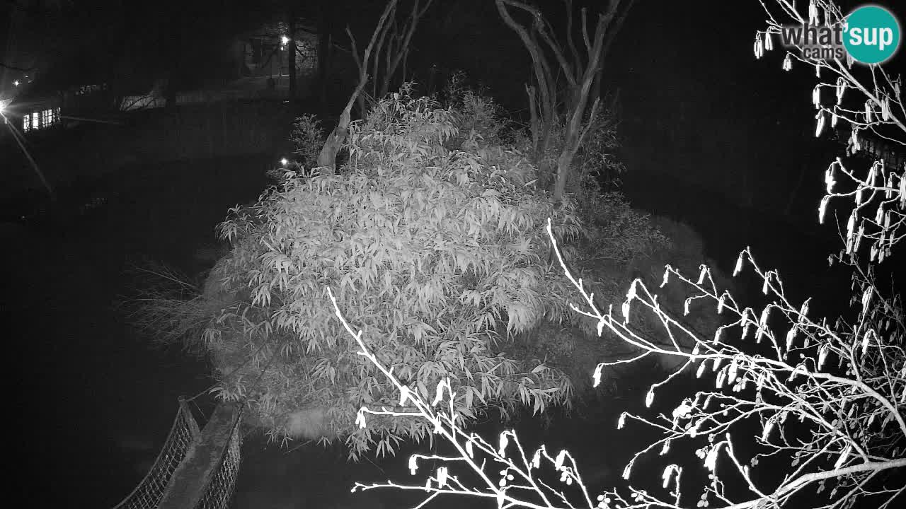 Gibon – Nomascus gabriellae – Zoo Ljubljana web kamera