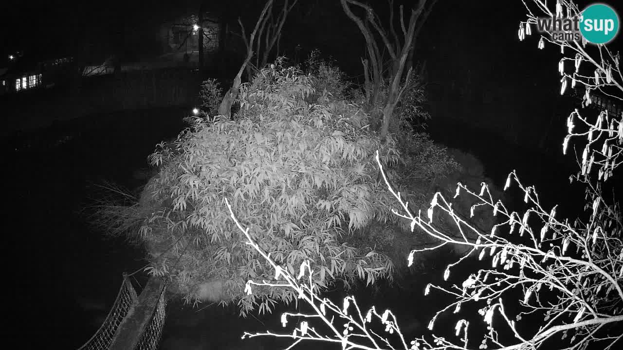 Yellow-cheeked gibbon Zoo Ljubljana livecam