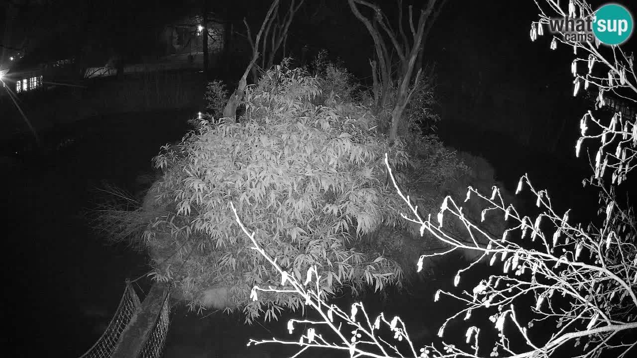 Gibbon à joues jaunes Zoo Ljubljana live cam