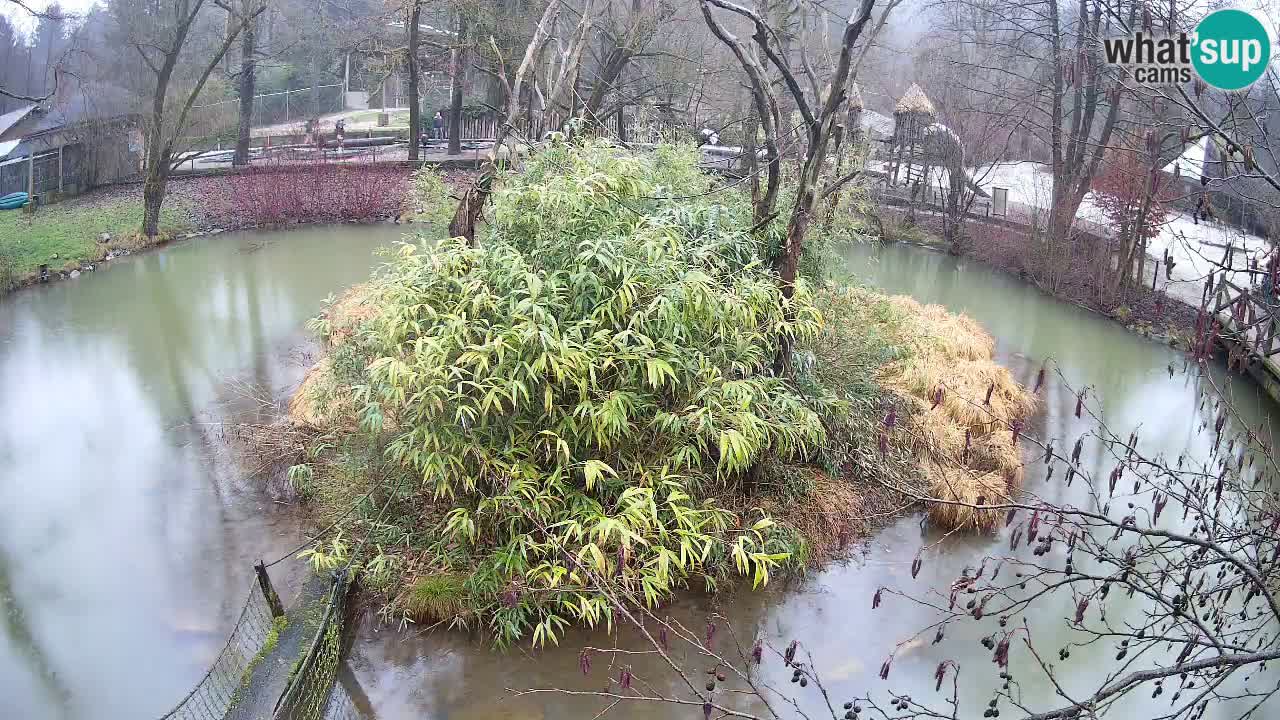 Südlicher Gelbwangen-Schopfgibbon Zoo Ljubljana webcam