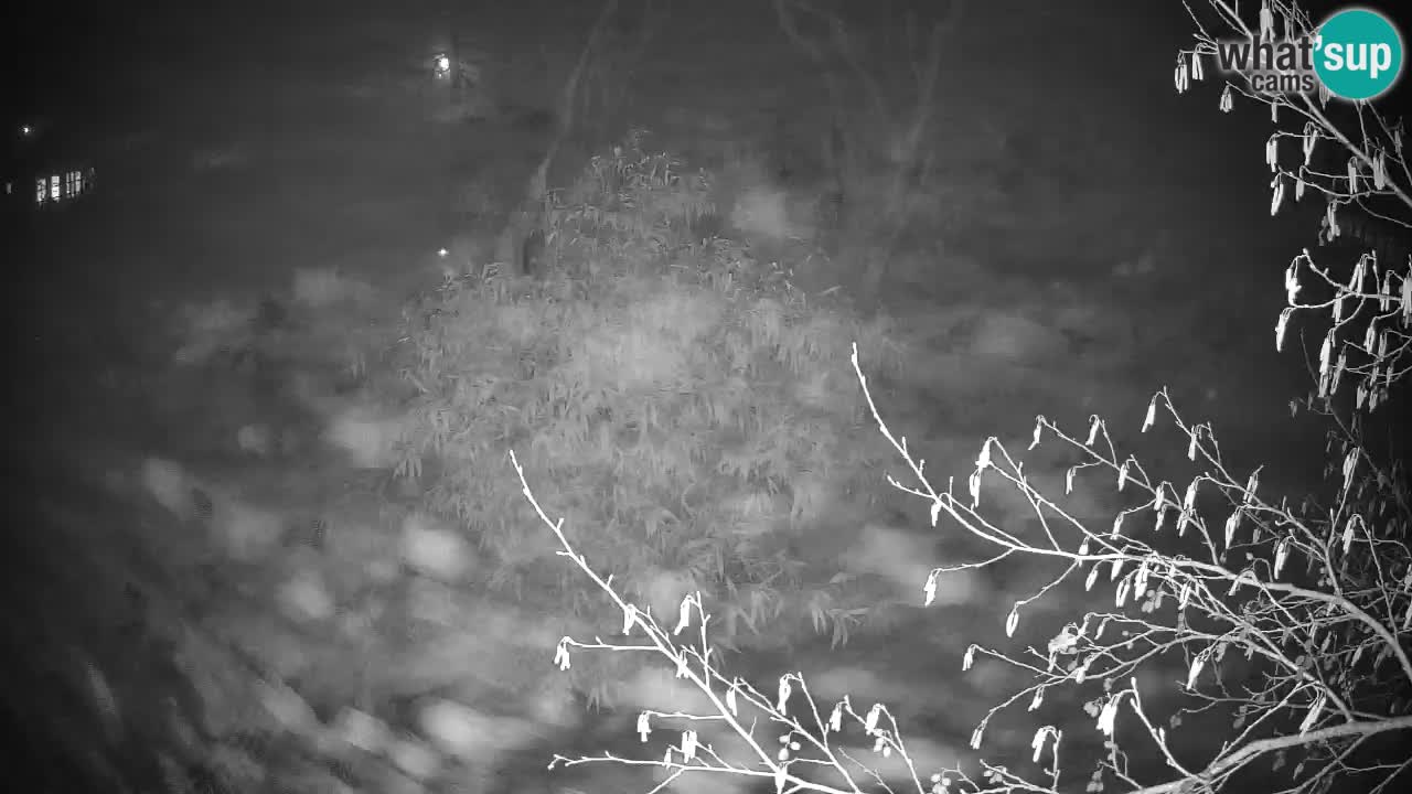 Gibón de mejillas beige Zoo Ljubljana