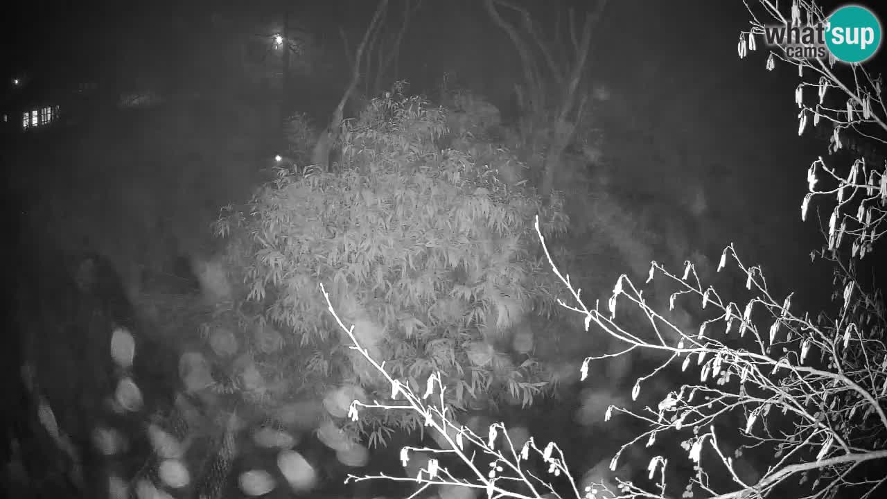 Yellow-cheeked gibbon Zoo Ljubljana livecam