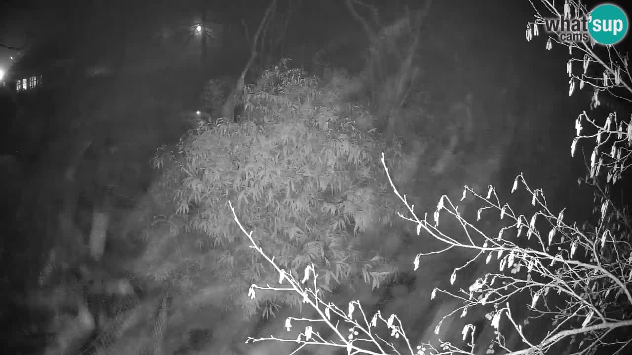 Yellow-cheeked gibbon Zoo Ljubljana livecam