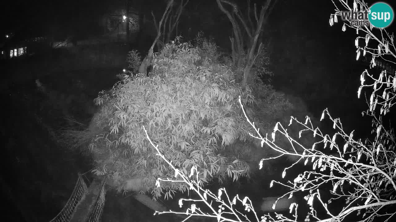 Gibbon à joues jaunes Zoo Ljubljana live cam