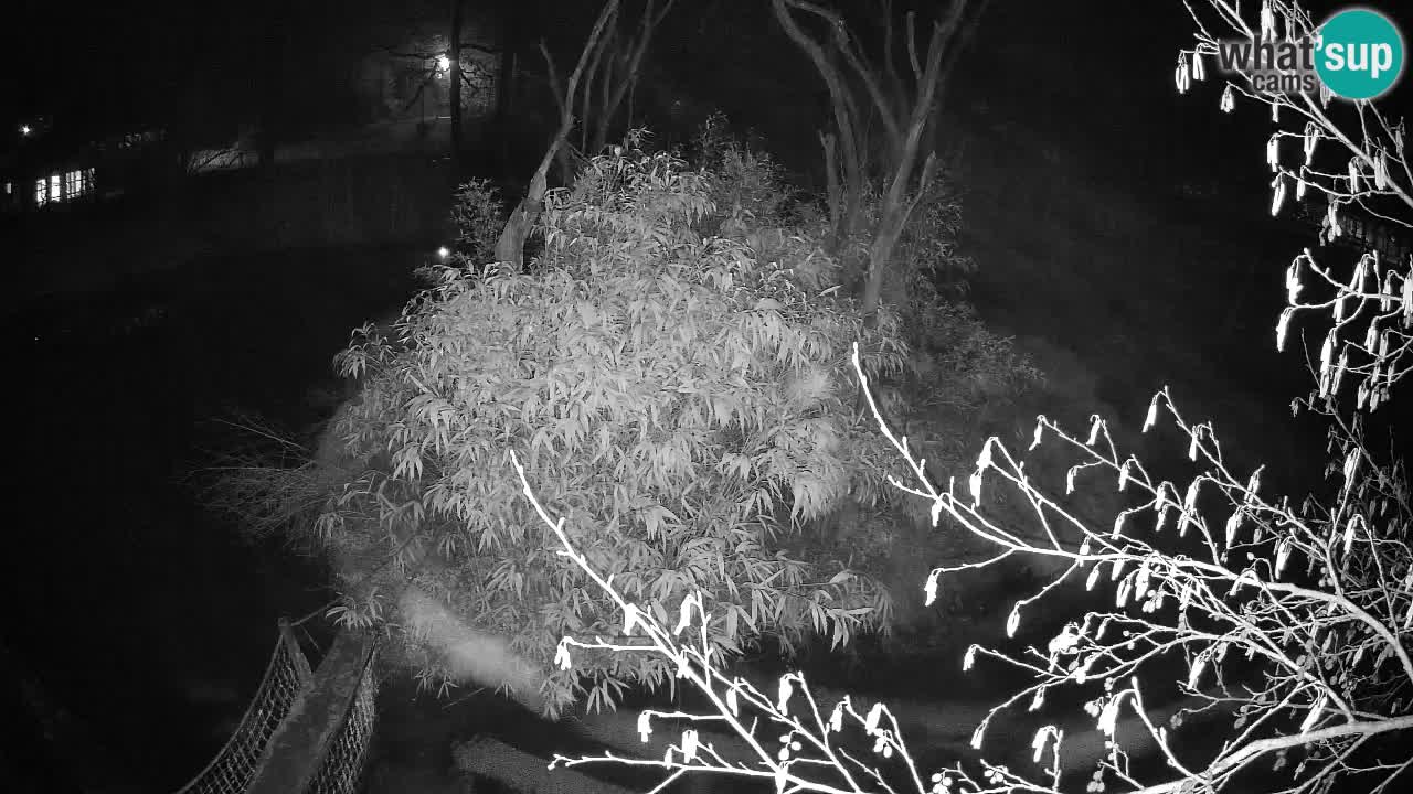 Südlicher Gelbwangen-Schopfgibbon Zoo Ljubljana webcam