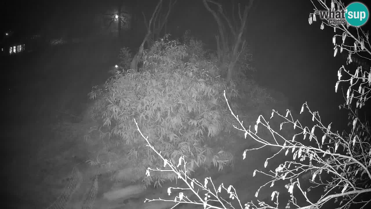 Südlicher Gelbwangen-Schopfgibbon Zoo Ljubljana webcam