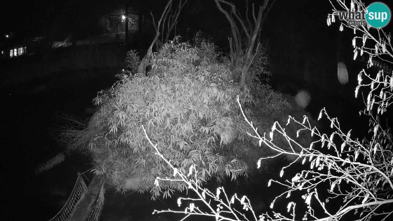 Yellow-cheeked gibbon Zoo Ljubljana livecam