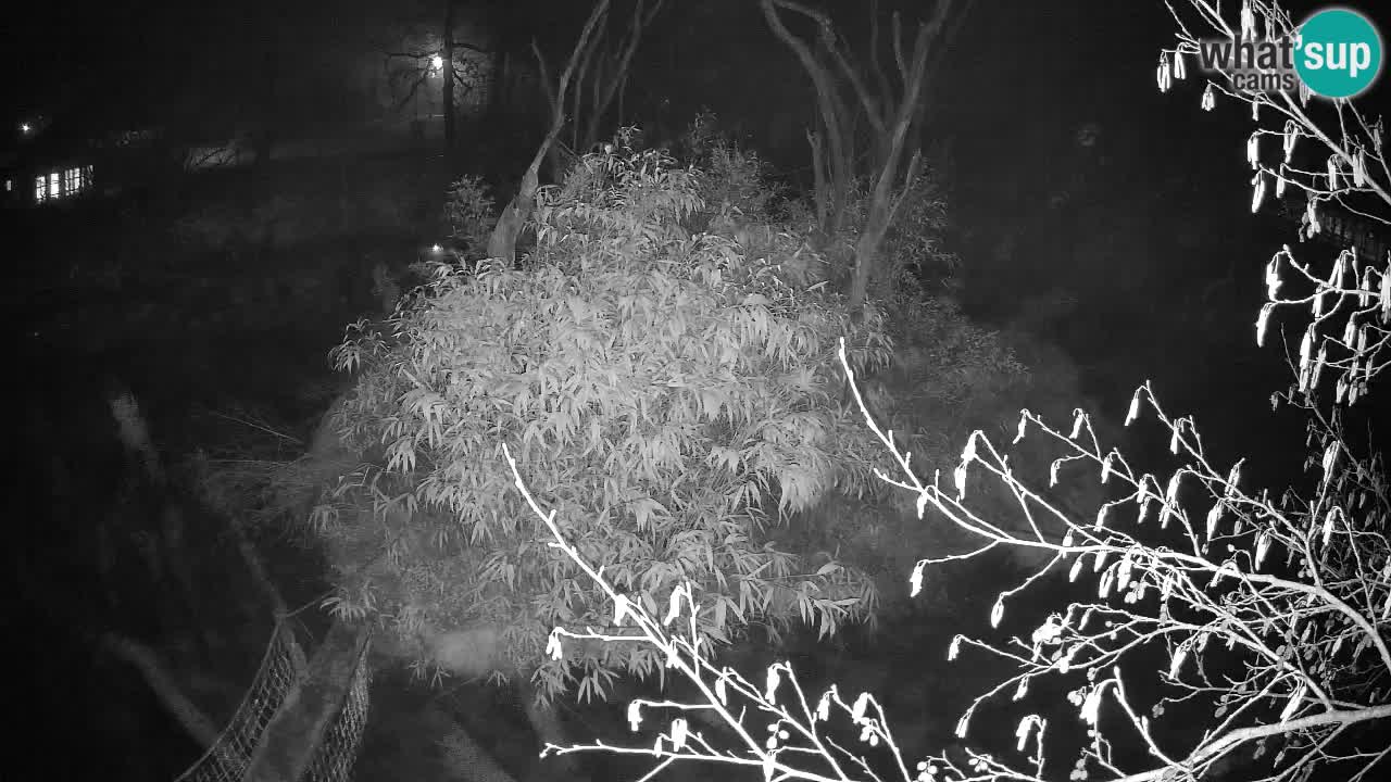 Südlicher Gelbwangen-Schopfgibbon Zoo Ljubljana webcam