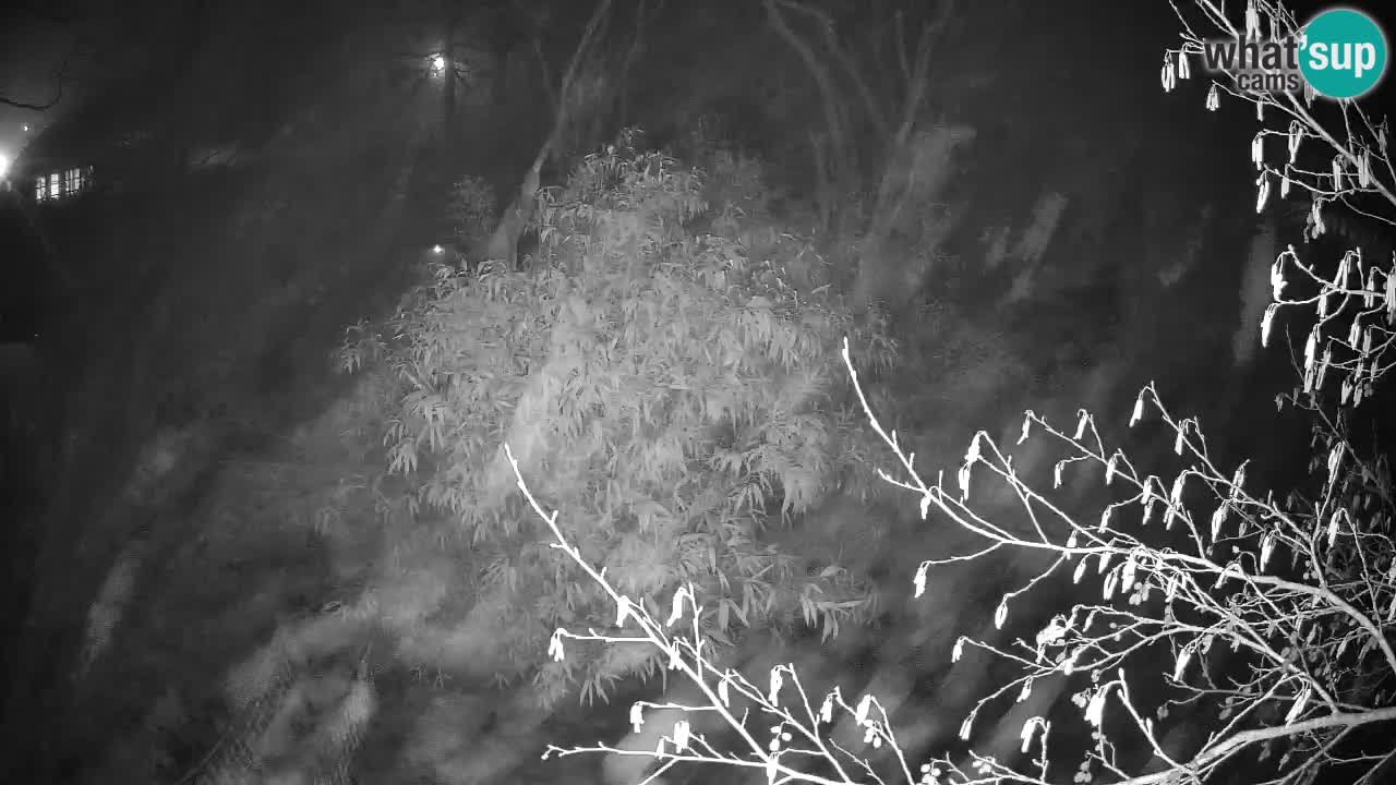 Südlicher Gelbwangen-Schopfgibbon Zoo Ljubljana webcam