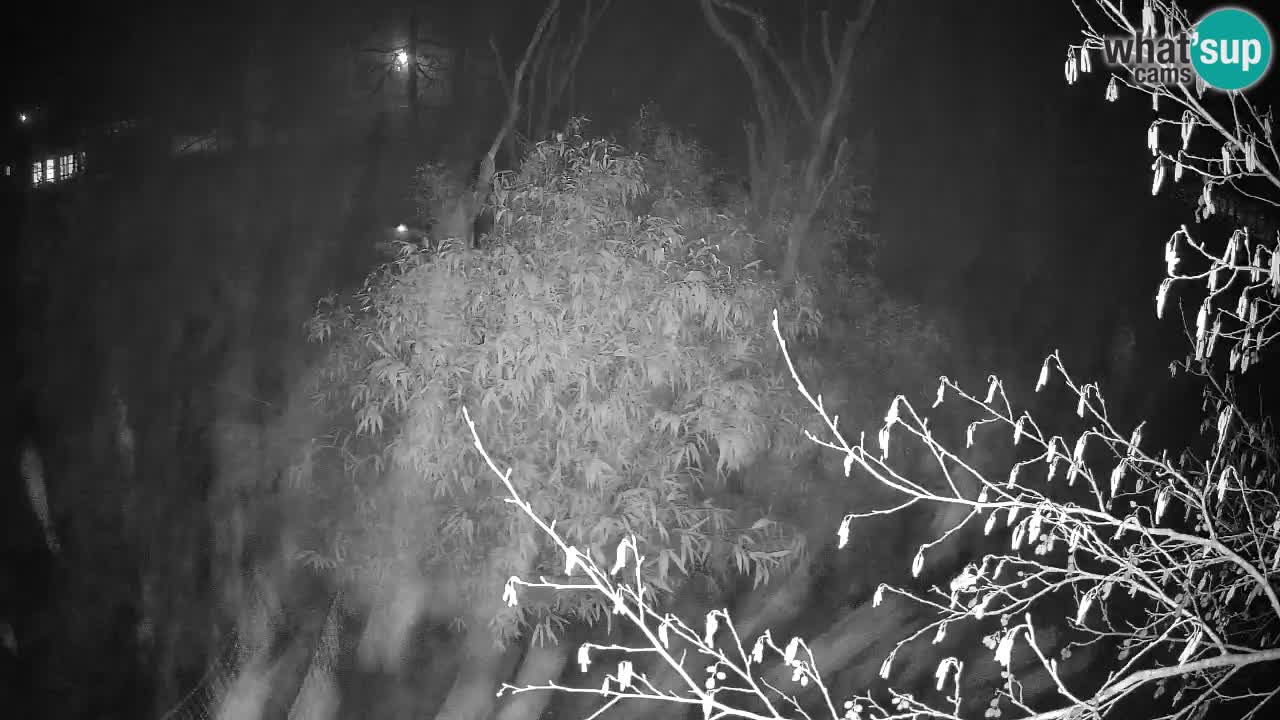 Yellow-cheeked gibbon Zoo Ljubljana livecam