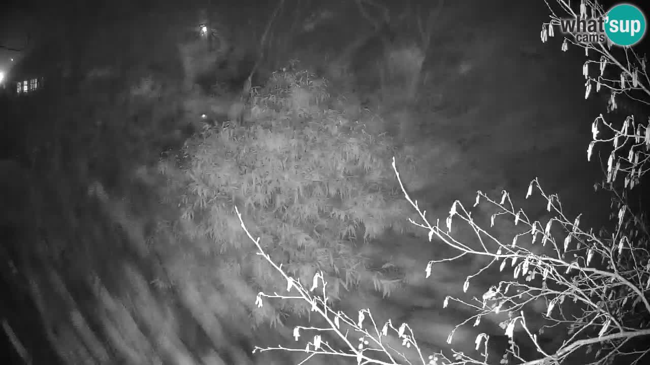 Südlicher Gelbwangen-Schopfgibbon Zoo Ljubljana webcam