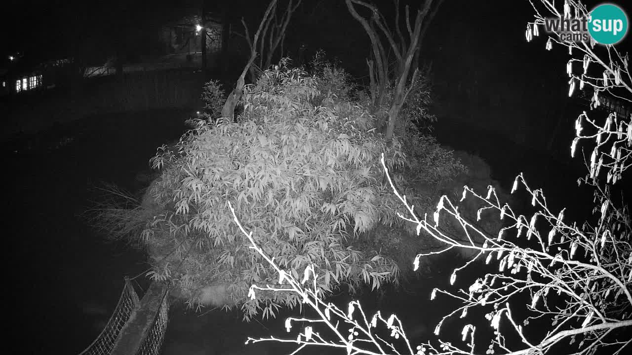 Yellow-cheeked gibbon Zoo Ljubljana livecam