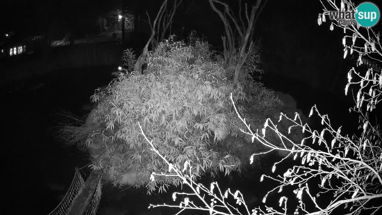 Südlicher Gelbwangen-Schopfgibbon Zoo Ljubljana webcam