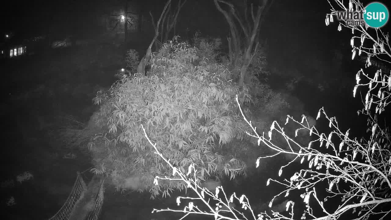 Gibbon à joues jaunes Zoo Ljubljana live cam