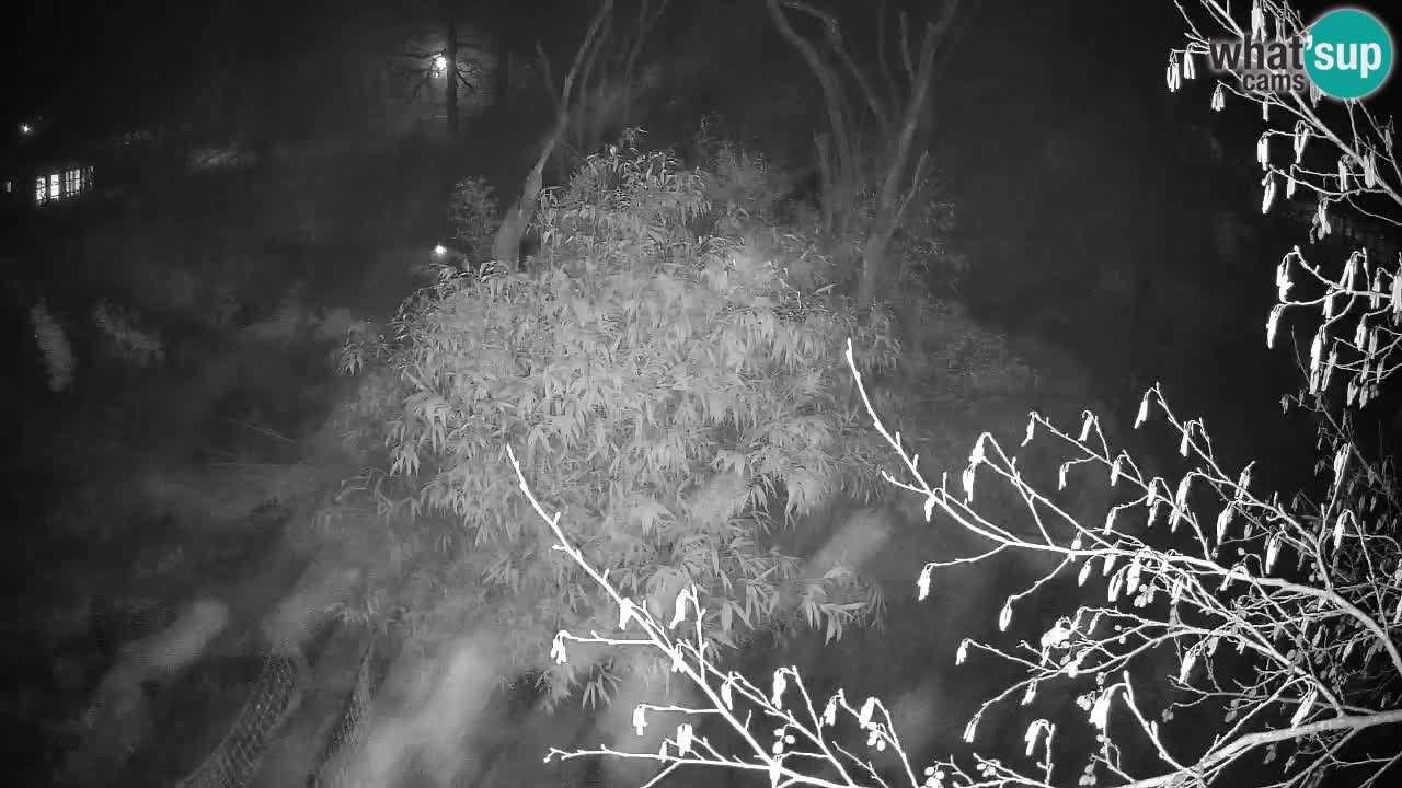 Yellow-cheeked gibbon Zoo Ljubljana livecam