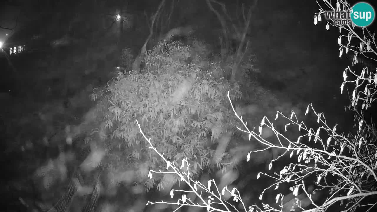 Südlicher Gelbwangen-Schopfgibbon Zoo Ljubljana webcam