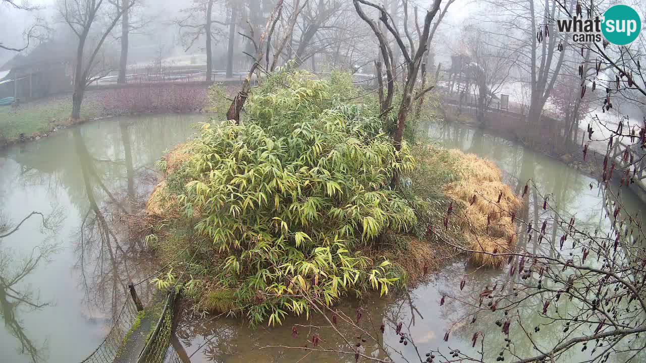 Gibon – Nomascus gabriellae – Zoo Ljubljana web kamera