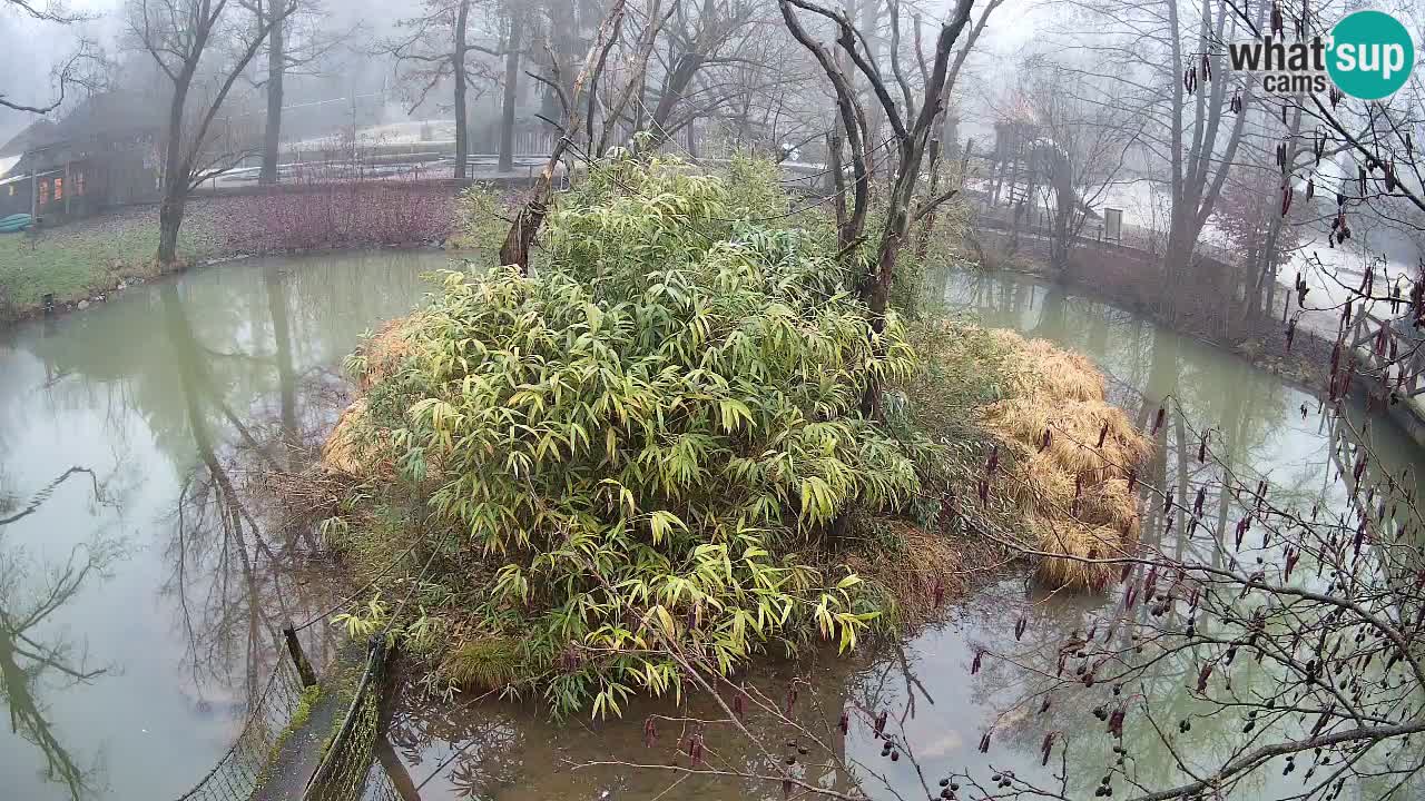 Yellow-cheeked gibbon Zoo Ljubljana livecam