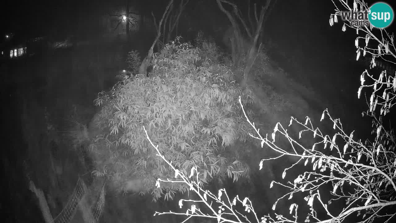 Yellow-cheeked gibbon Zoo Ljubljana livecam