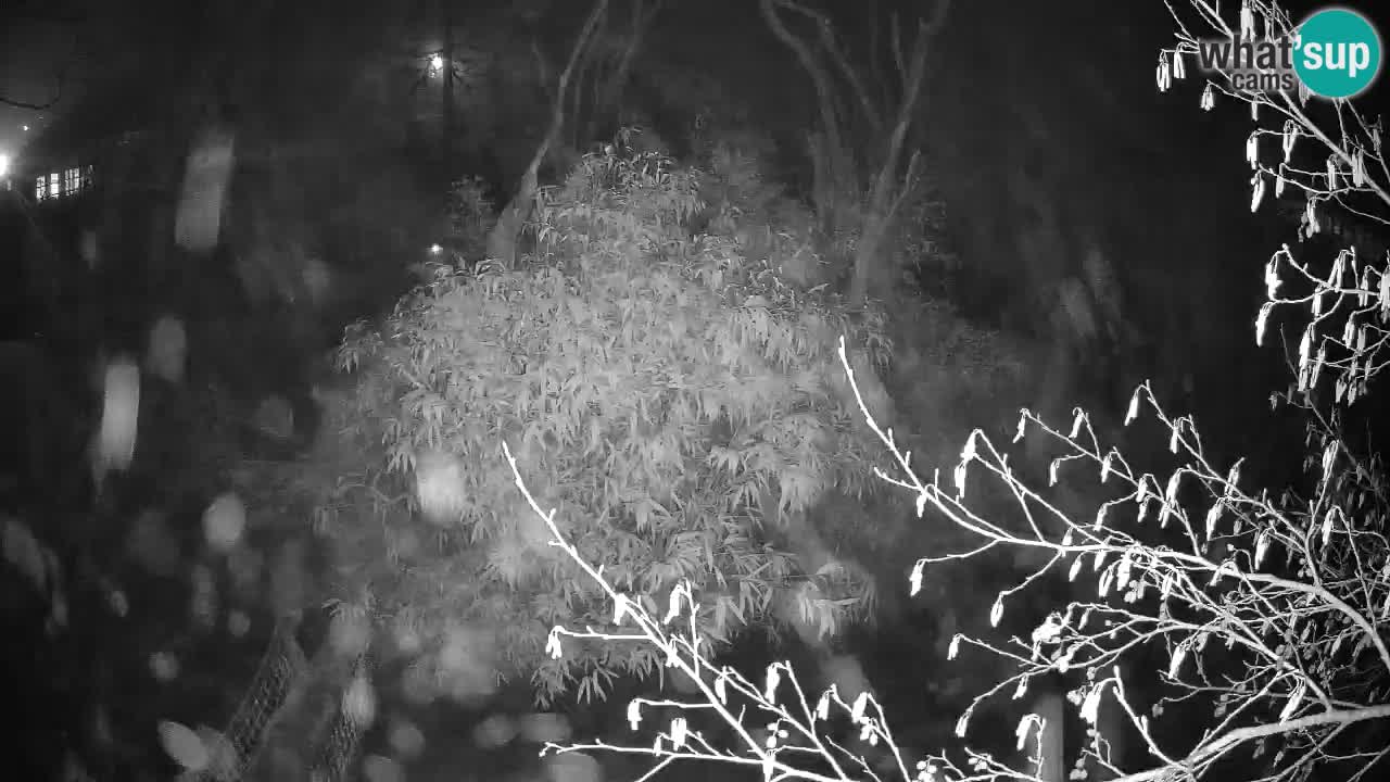 Gibbon à joues jaunes Zoo Ljubljana live cam