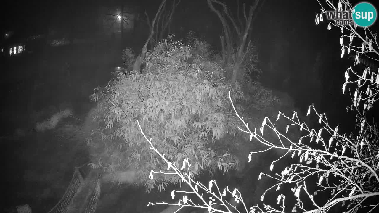 Zlatolični gibon živalski vrt Ljubljana