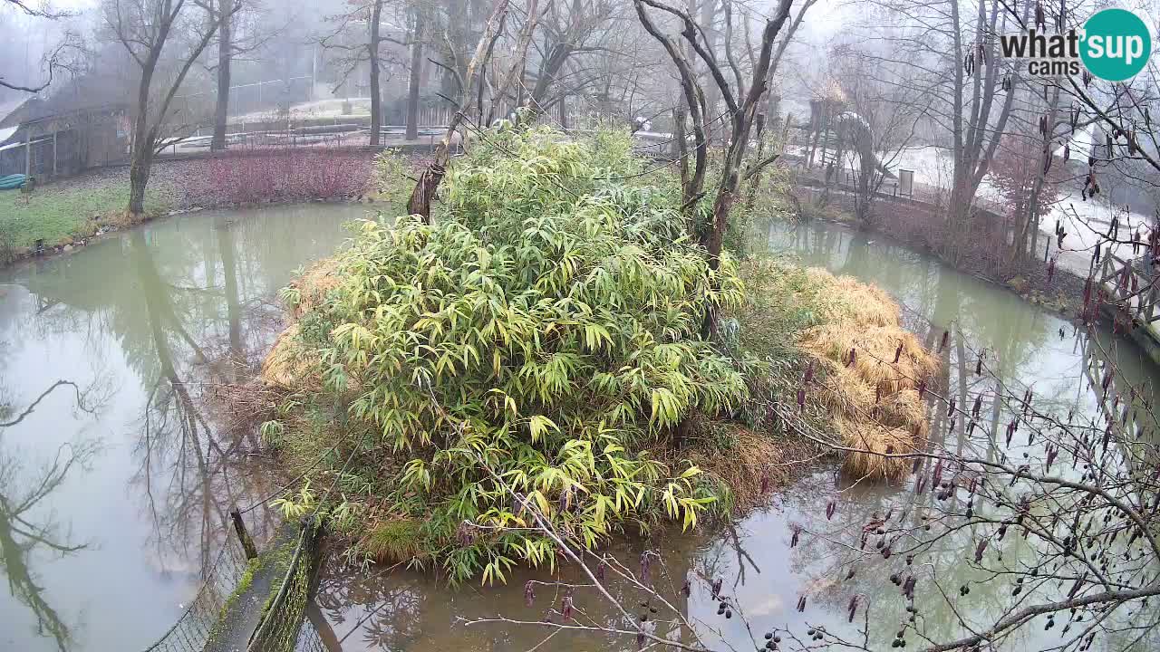 Gibbone dalle guance rosa nello ZOO di Ljubljana