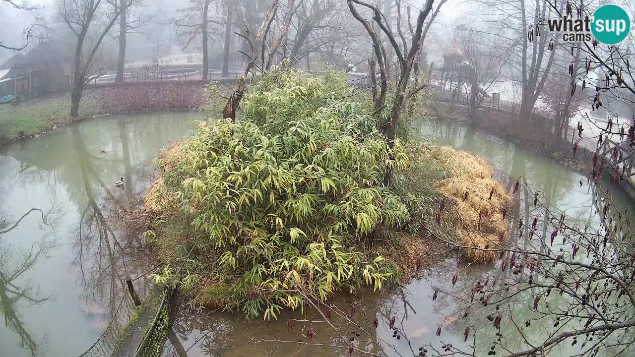 Zlatolični gibon živalski vrt Ljubljana