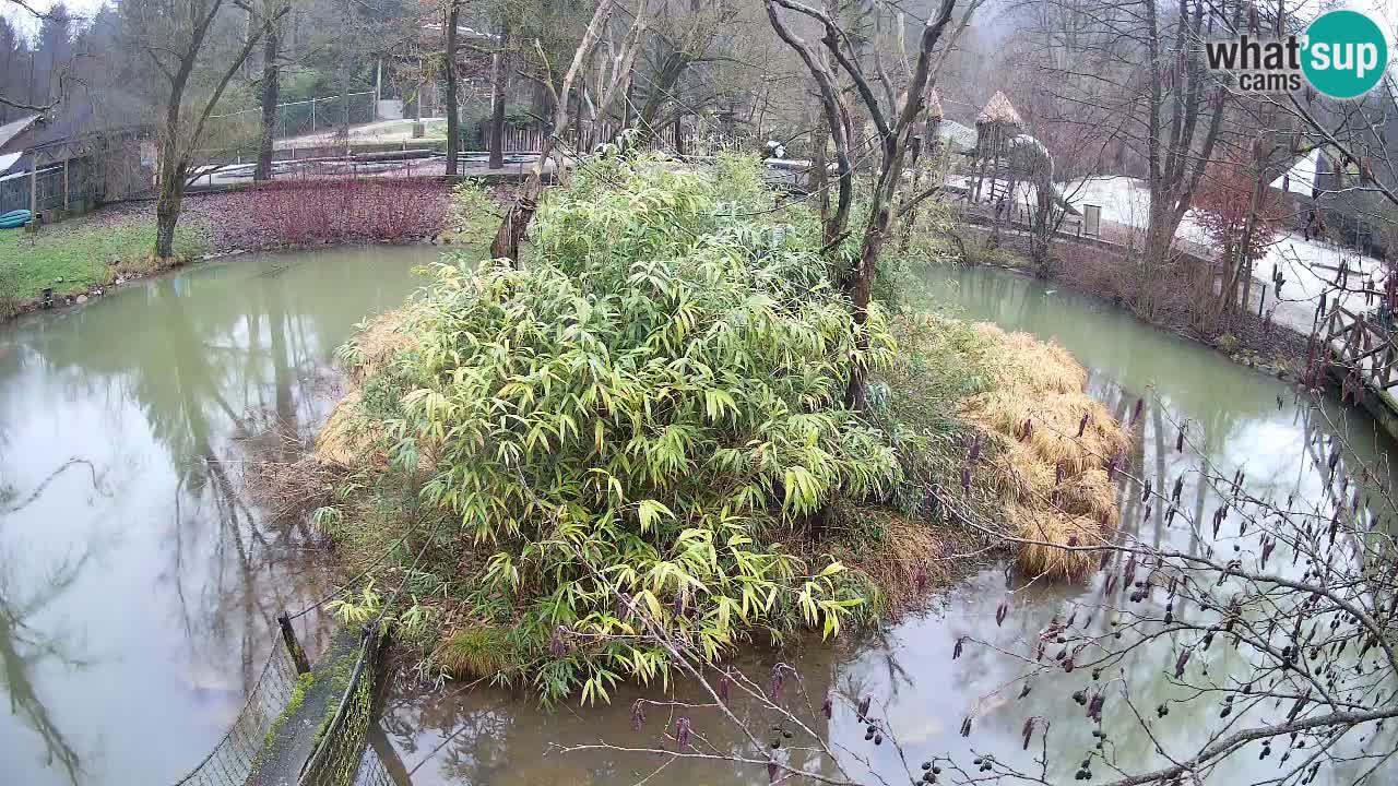 Yellow-cheeked gibbon Zoo Ljubljana livecam