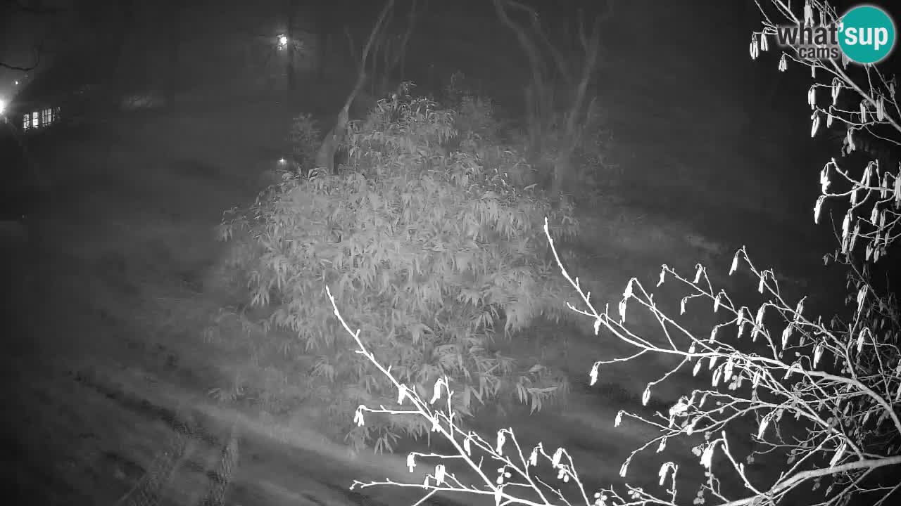 Yellow-cheeked gibbon Zoo Ljubljana livecam