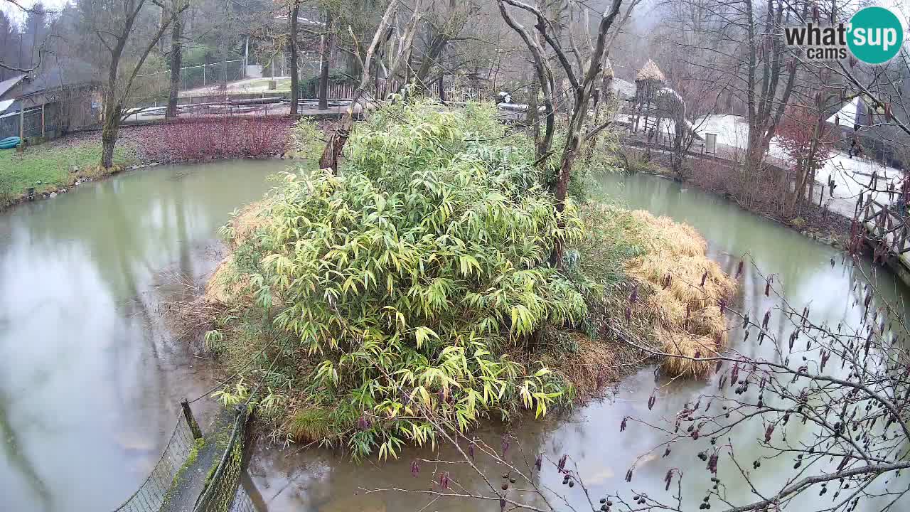 Gibbon à joues jaunes Zoo Ljubljana live cam