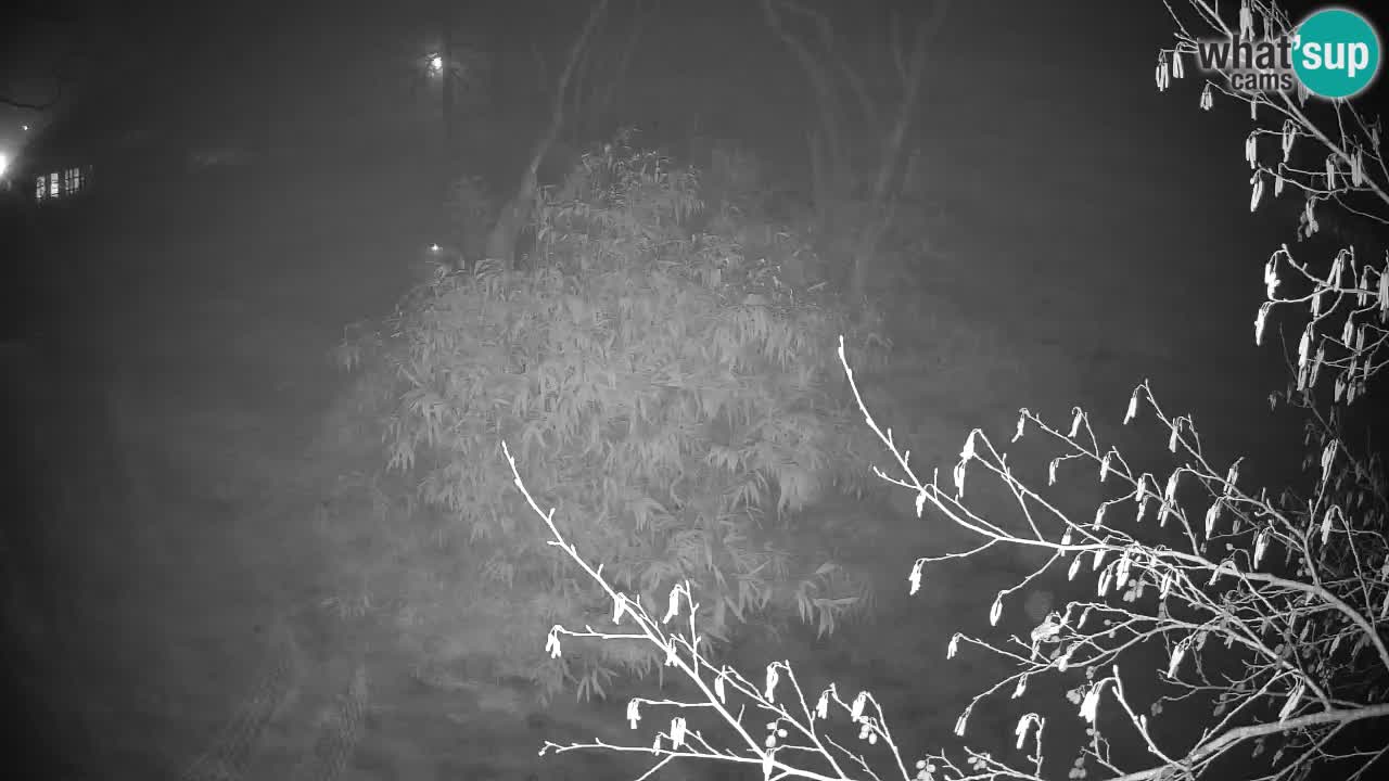 Gibon – Nomascus gabriellae – Zoo Ljubljana web kamera