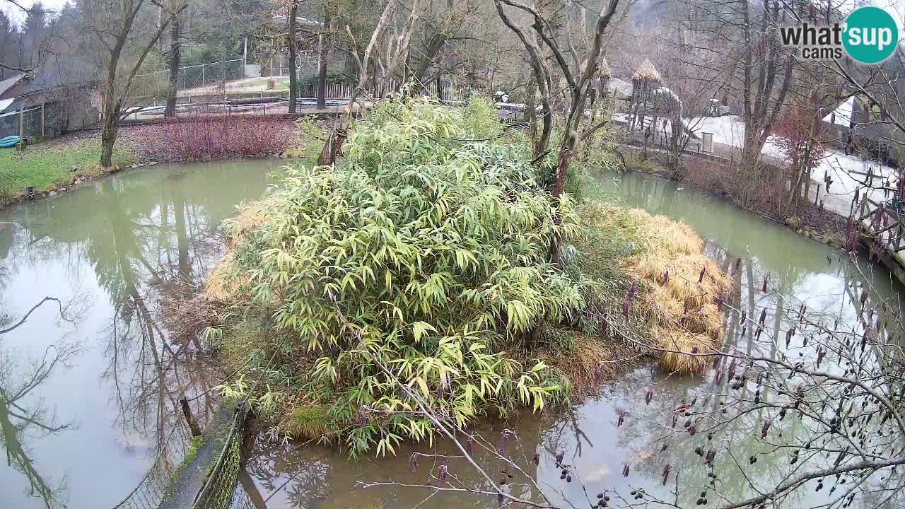 Gibbon à joues jaunes Zoo Ljubljana live cam