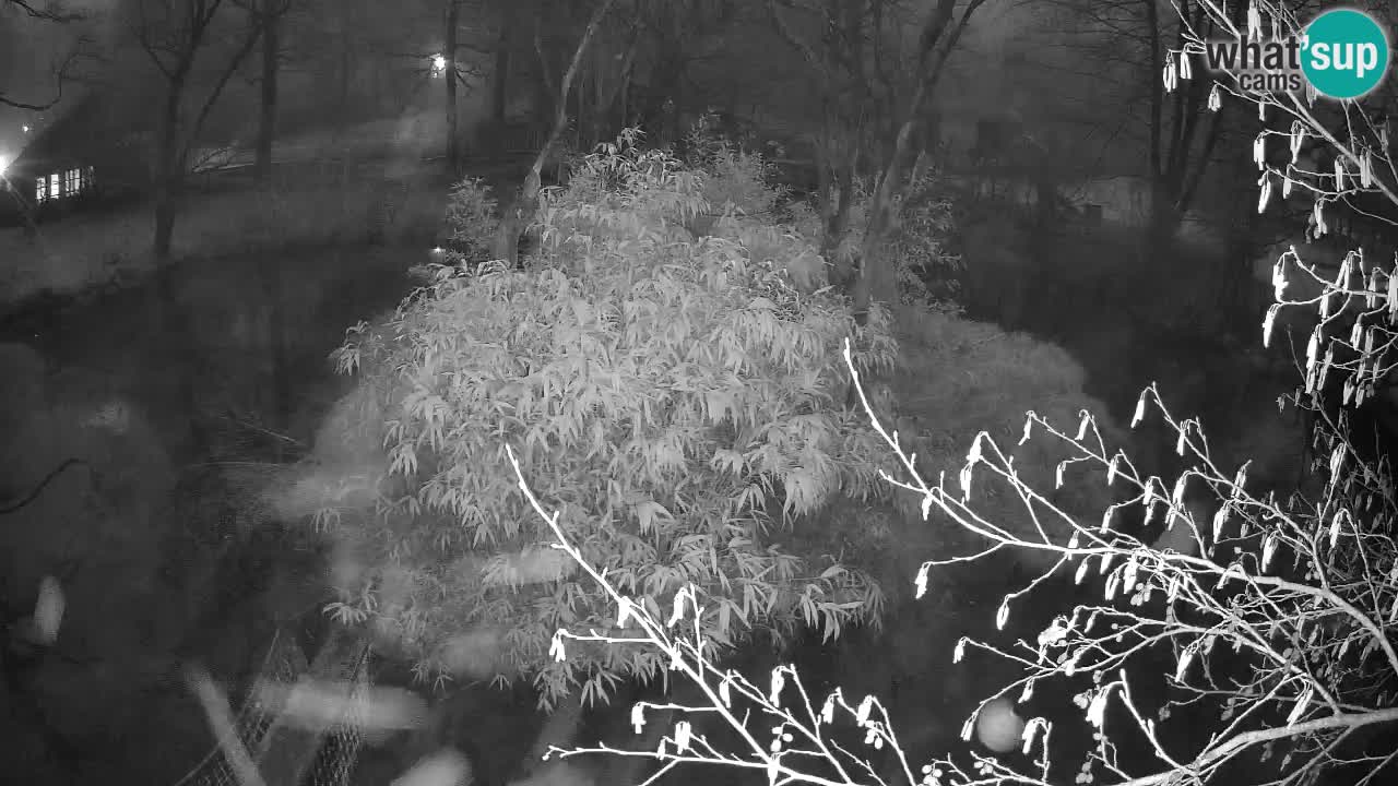 Südlicher Gelbwangen-Schopfgibbon Zoo Ljubljana webcam