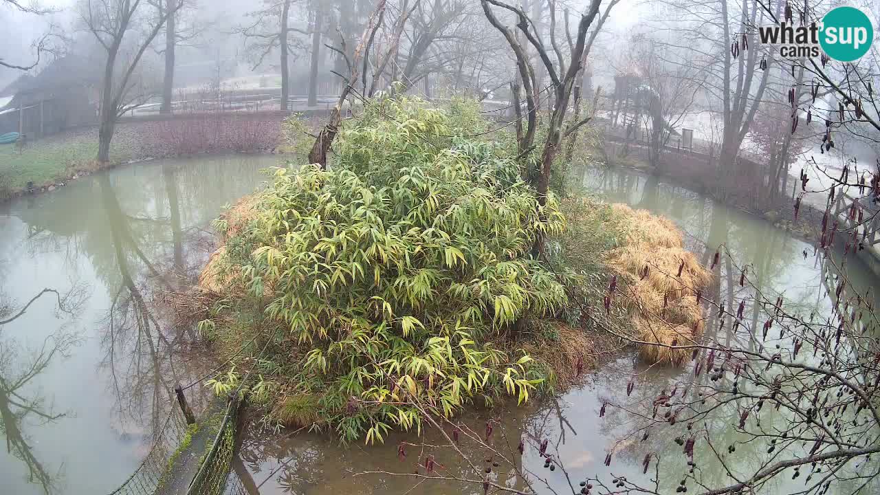 Gibon – Nomascus gabriellae – Zoo Ljubljana web kamera