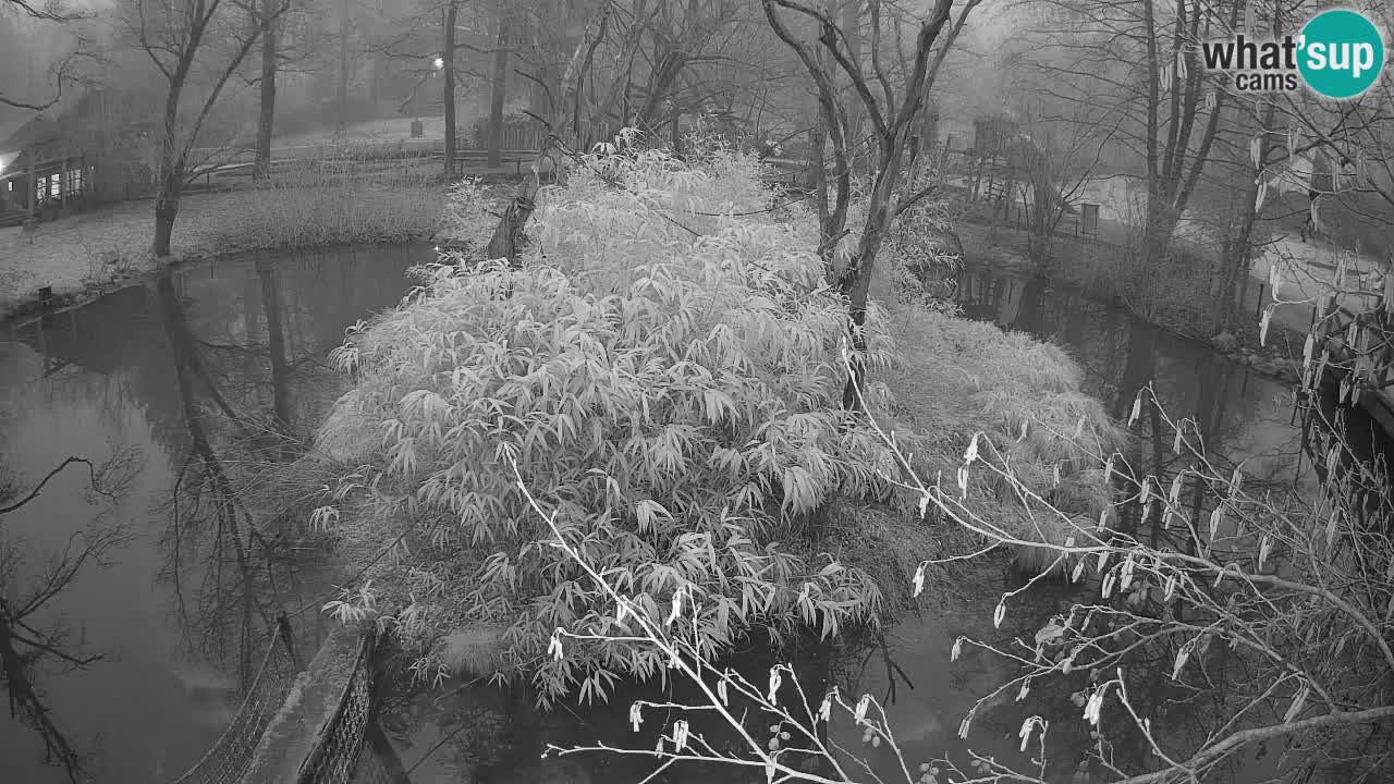 Gibbone dalle guance rosa nello ZOO di Ljubljana
