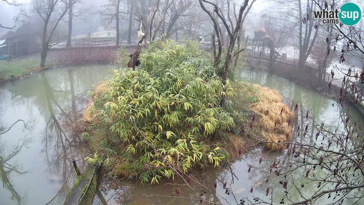 Gibon – Nomascus gabriellae – Zoo Ljubljana web kamera