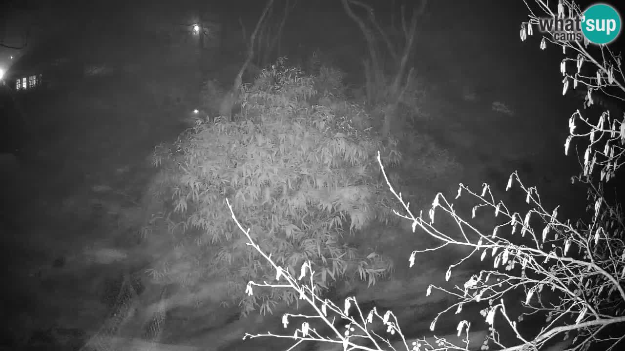 Gibbon à joues jaunes Zoo Ljubljana live cam