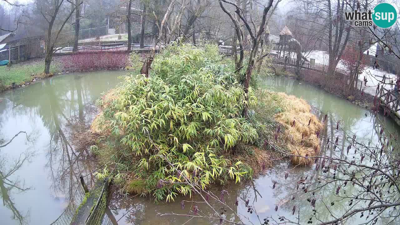 Südlicher Gelbwangen-Schopfgibbon Zoo Ljubljana webcam
