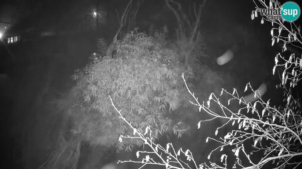 Yellow-cheeked gibbon Zoo Ljubljana livecam