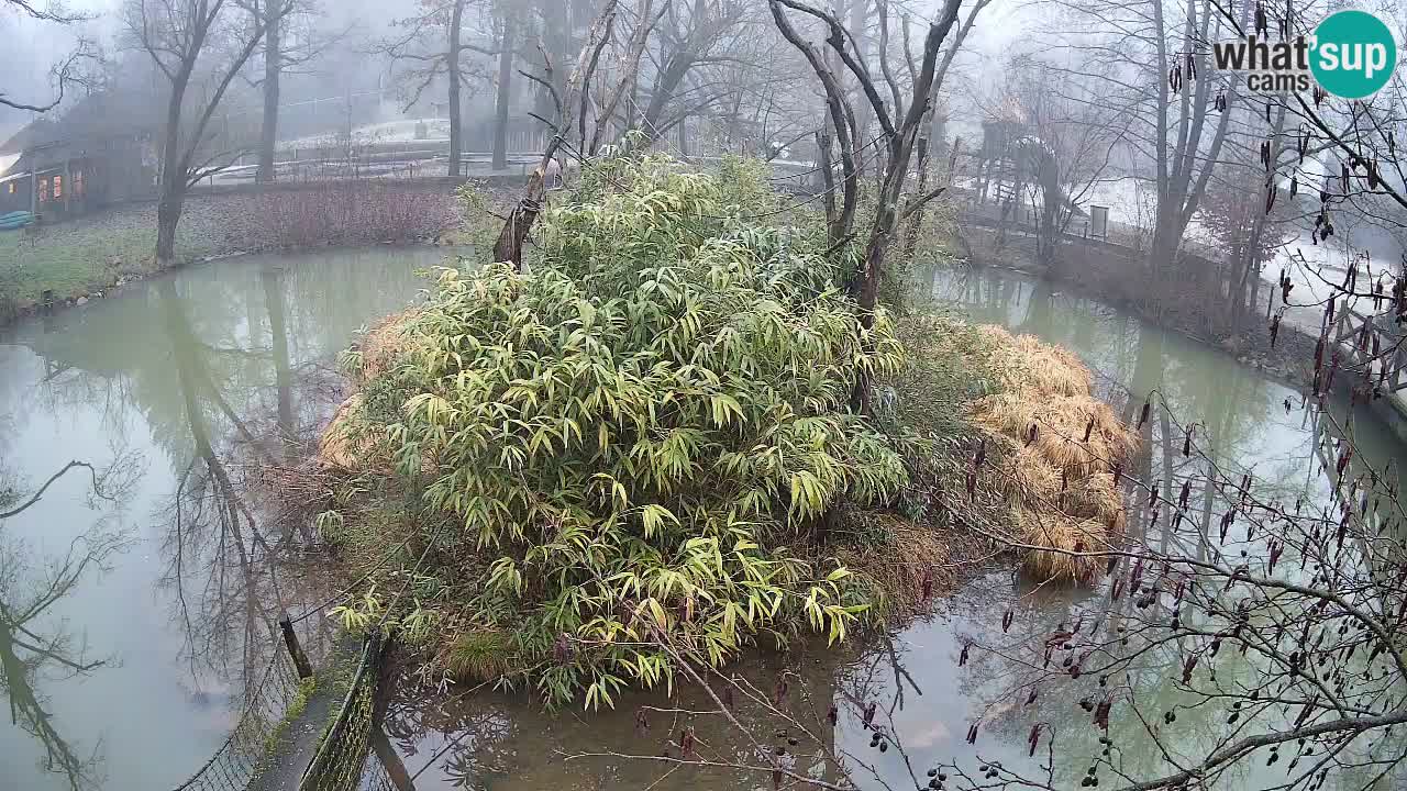 Yellow-cheeked gibbon Zoo Ljubljana livecam